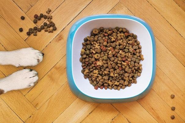 L’Intérêt des croquettes sans céréales pour chiens et chats